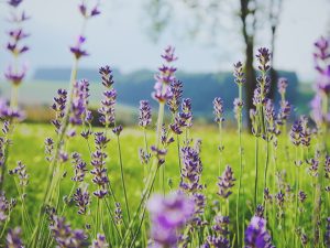 flowers, grass and sky